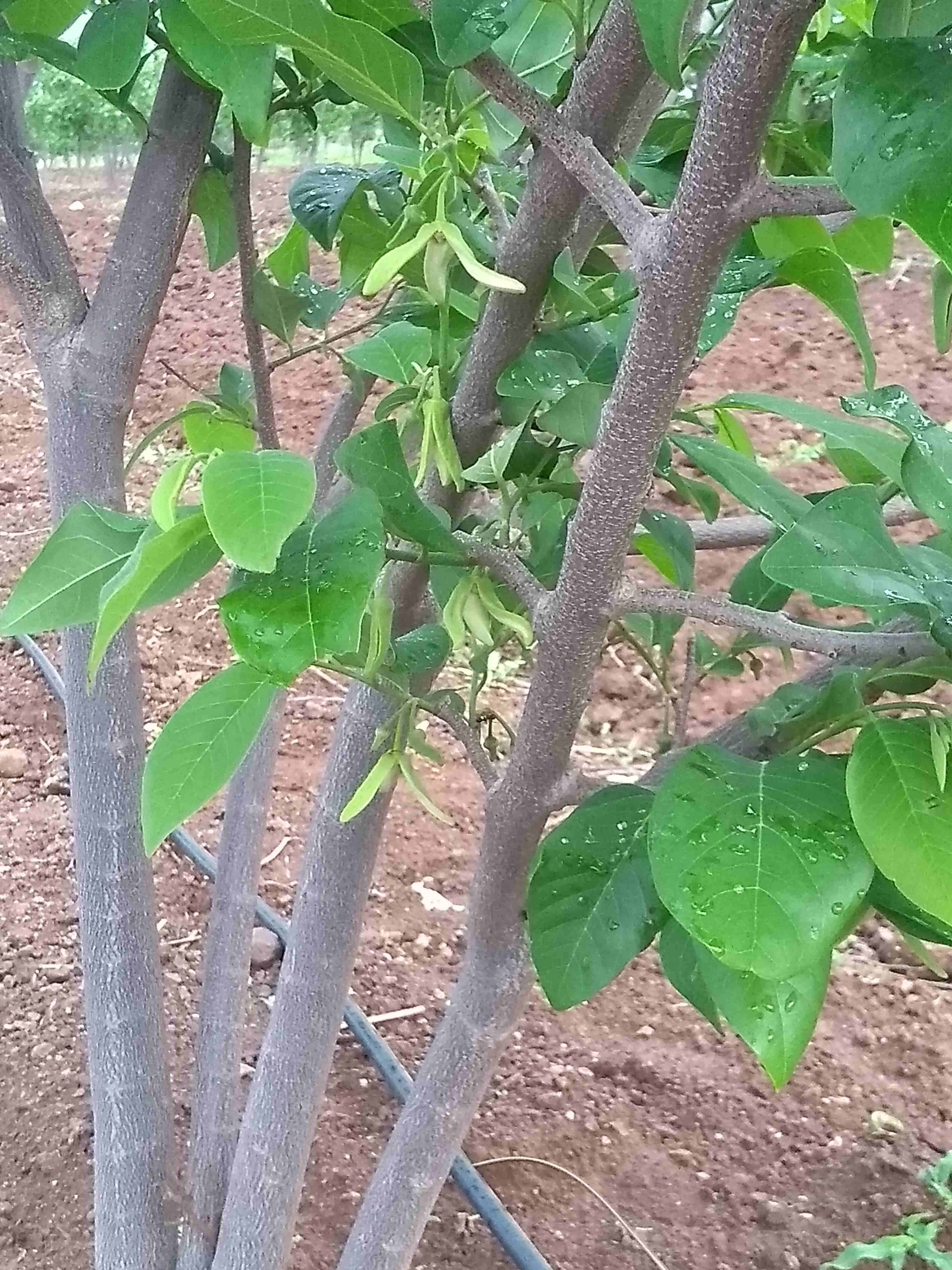 कृषी प्रकल्प कार्य